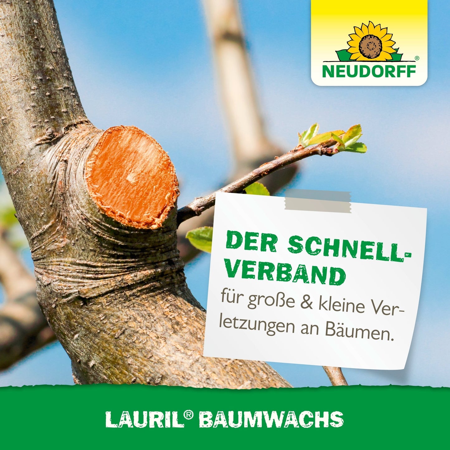 Un ramo d'albero appena tagliato viene trattato con Lauril Cera per Alberi. Il logo del Neudorff Shop evidenzia Lauril Cera per Alberi per sigillare le ferite sugli alberi da frutto e per la cura delle ferite degli alberi.