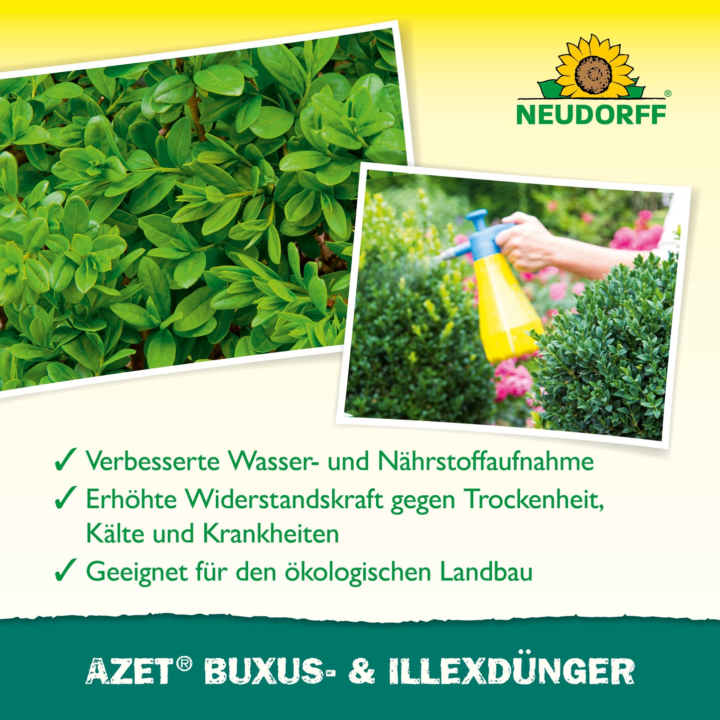 Eine Person sprüht eine gelbe Flasche Azet Buxus- & IlexDünger flüssig von Neudorff Shop auf einen runden, grünen Strauch - ideal für Immergrüne Kübelpflanzen. Oben ist eine Nahaufnahme der grünen Blätter zu sehen, mit deutschem Text, der die Vorteile des Produkts hervorhebt.