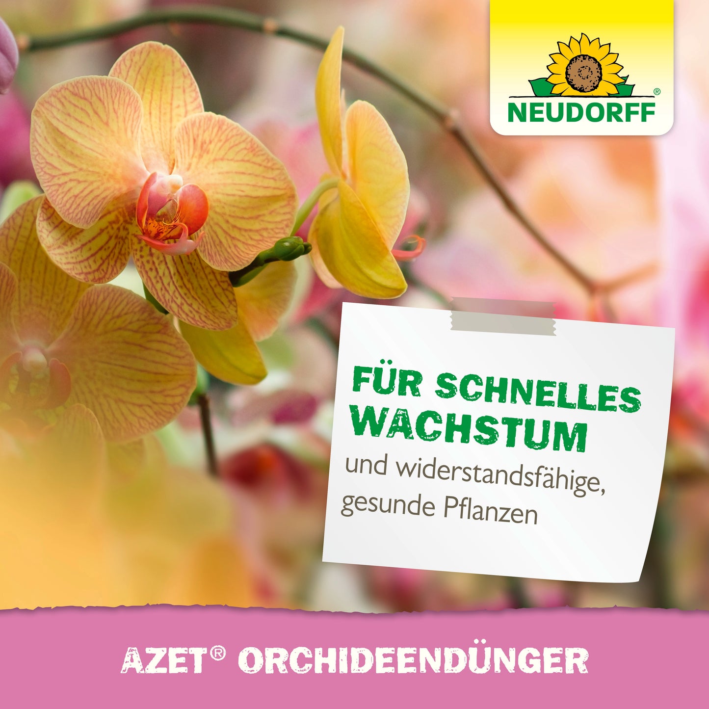 Eine Nahaufnahme von gelben und rosa Orchideen mit dem Logo des Neudorff Shops. Der deutsche Text wirbt für "Azet OrchideenDünger flüssig" für atemberaubende Blüten, schnelles Wachstum und starke, gesunde Pflanzen.