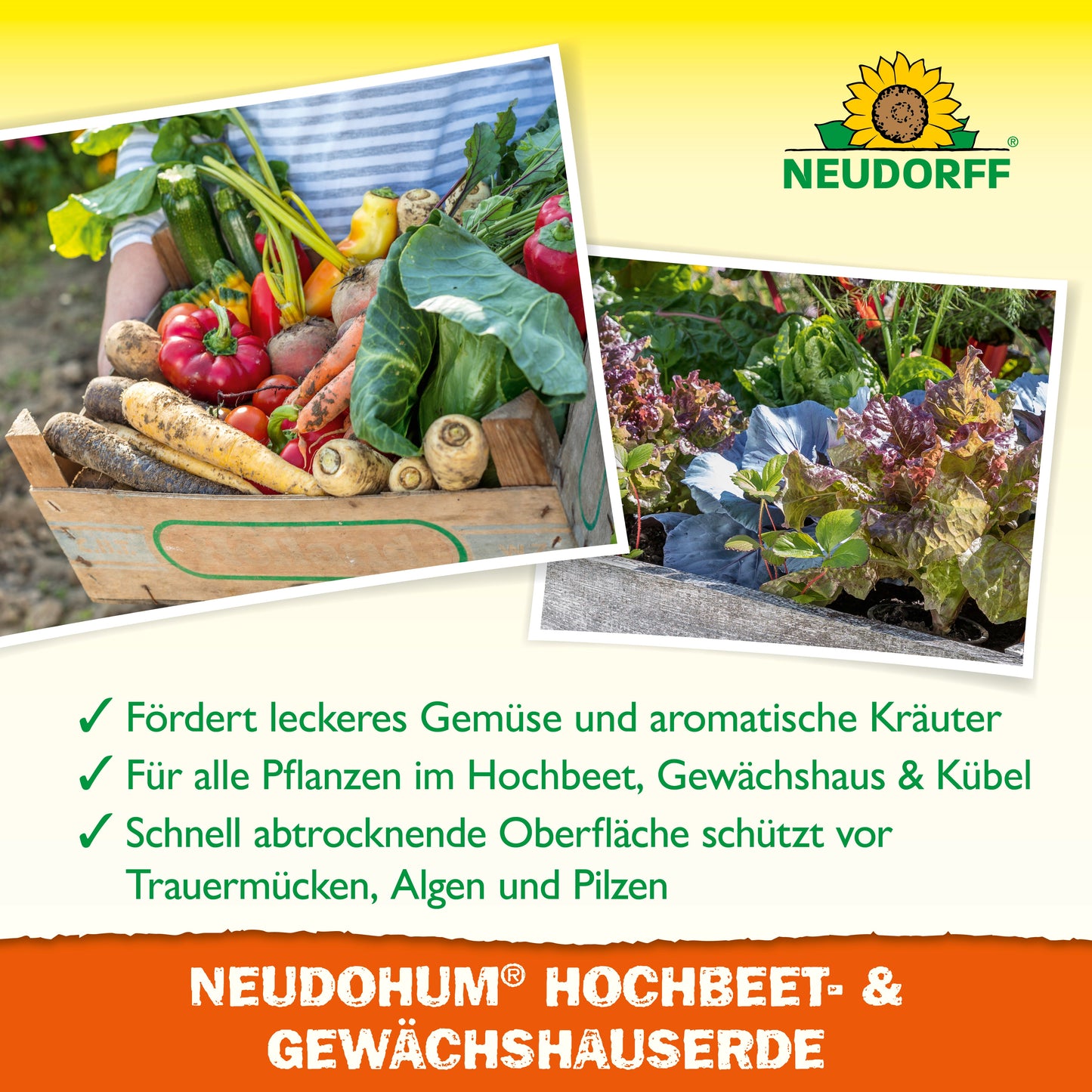 Eine Holzkiste mit frischem Gemüse steht auf einem Gartenweg. Oben präsentieren Hochbeete das Blattgemüse. Der Text hebt die Vorteile von NeudoHum Hochbeet & GewächshausErde von Neudorff Shop für Hochbeete und Gewächshäuser hervor.