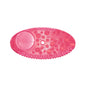 Deodorante per ambienti FRE-PRO Remind Air Curve con indicatore di sostituzione, fragranza Spiced Apple